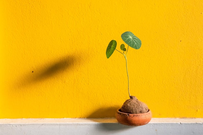 Homemade Paper Plant Pots